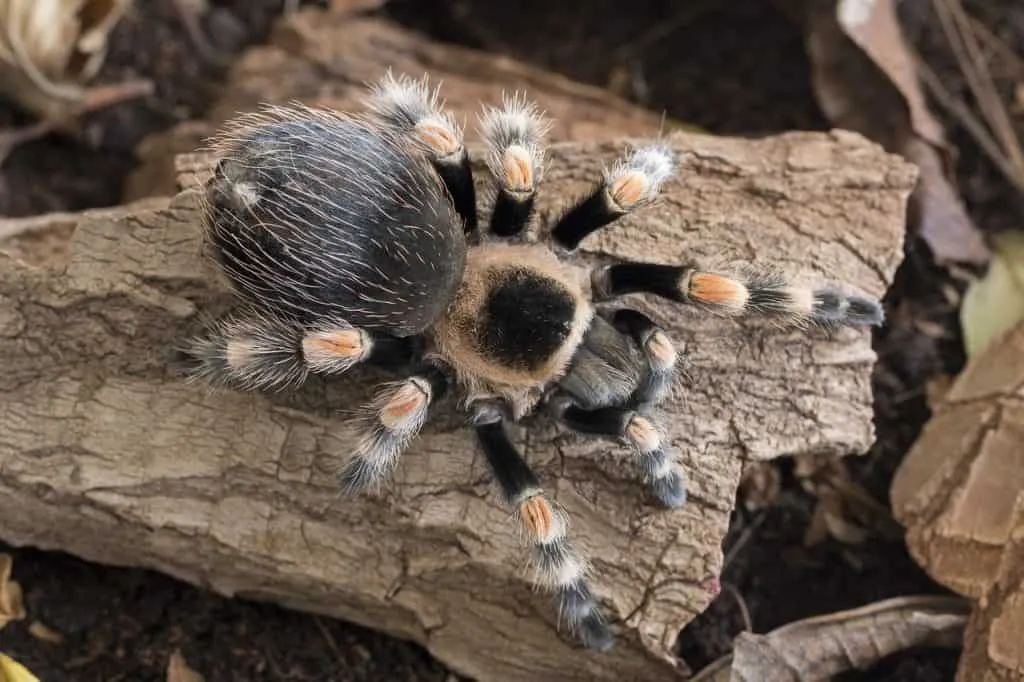 24294 tarantula handling