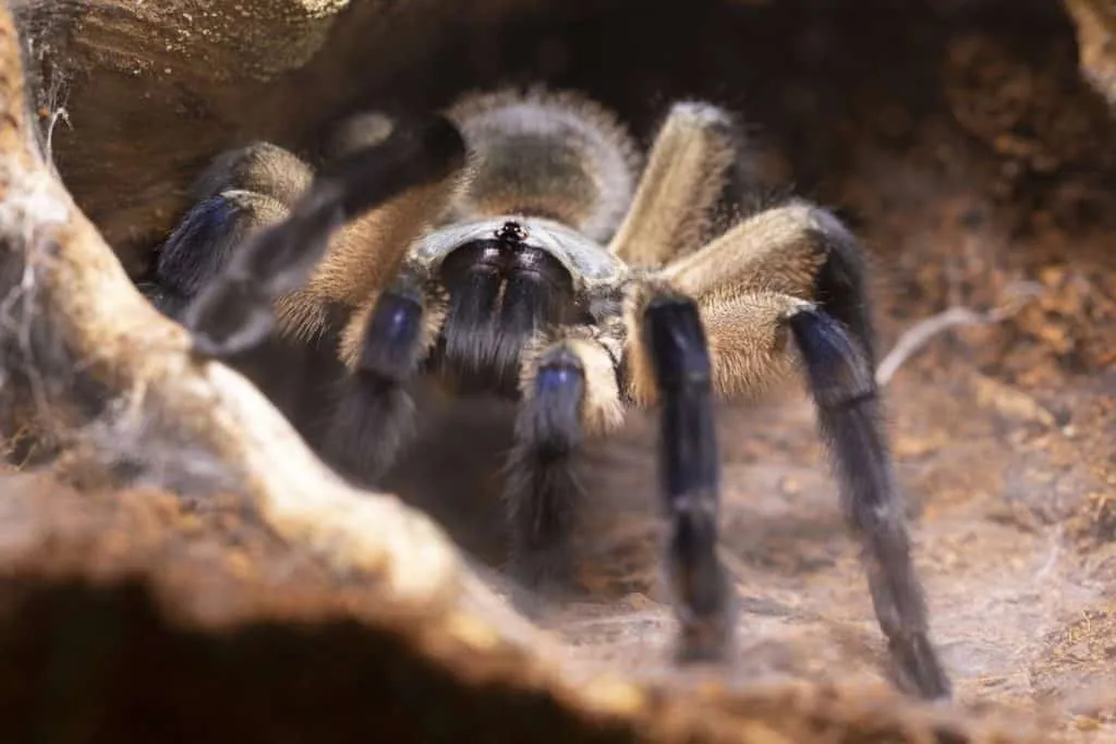 /img/24294-tarantula-local.webp
