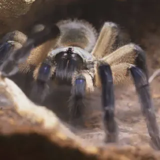 /img/24294-tarantula-local.webp