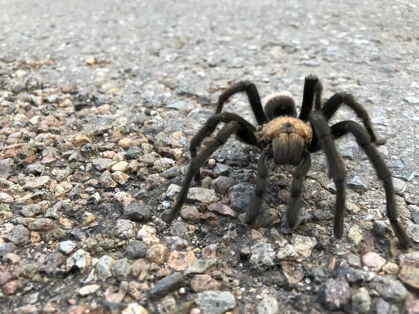 24294 tarantula vet