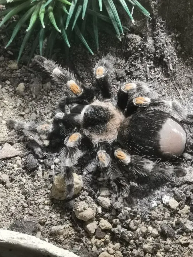 /img/24295-tarantula-enclosure.webp