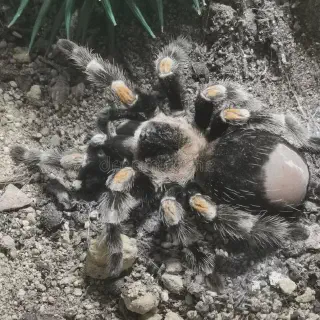 /img/24295-tarantula-enclosure.webp