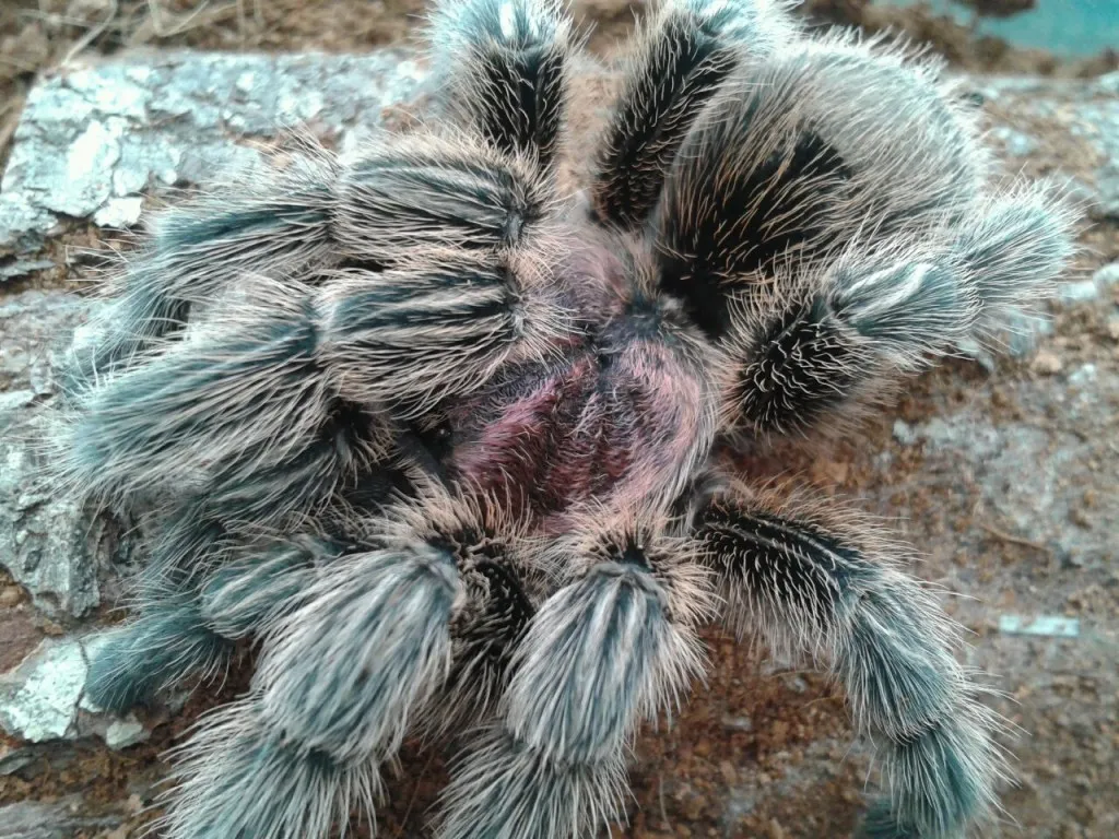 24295 tarantula handling