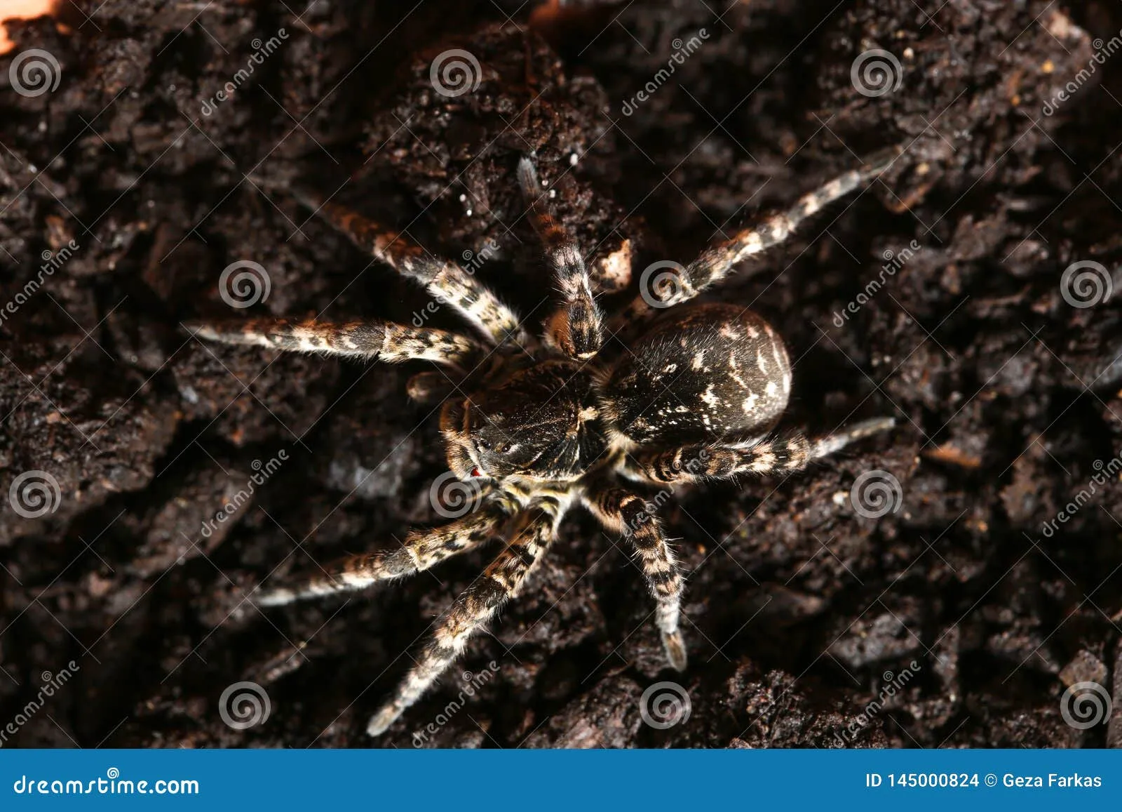 24295 tarantula venom