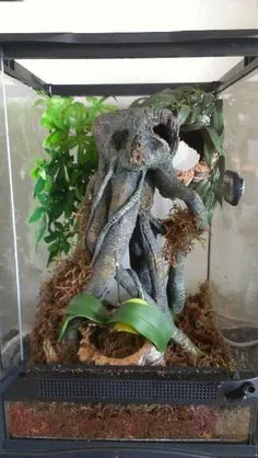 /img/24296-tarantula-enclosure-decor.webp