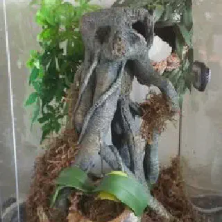 /img/24296-tarantula-enclosure-decor.webp