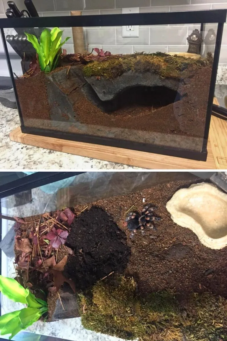 24296 tarantula humidity control