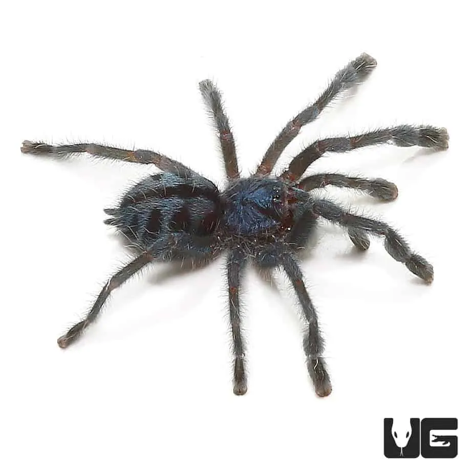 24297 tarantula puerto maldonado feeding