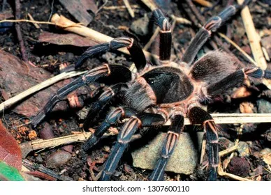 24297 tarantula puerto maldonado size