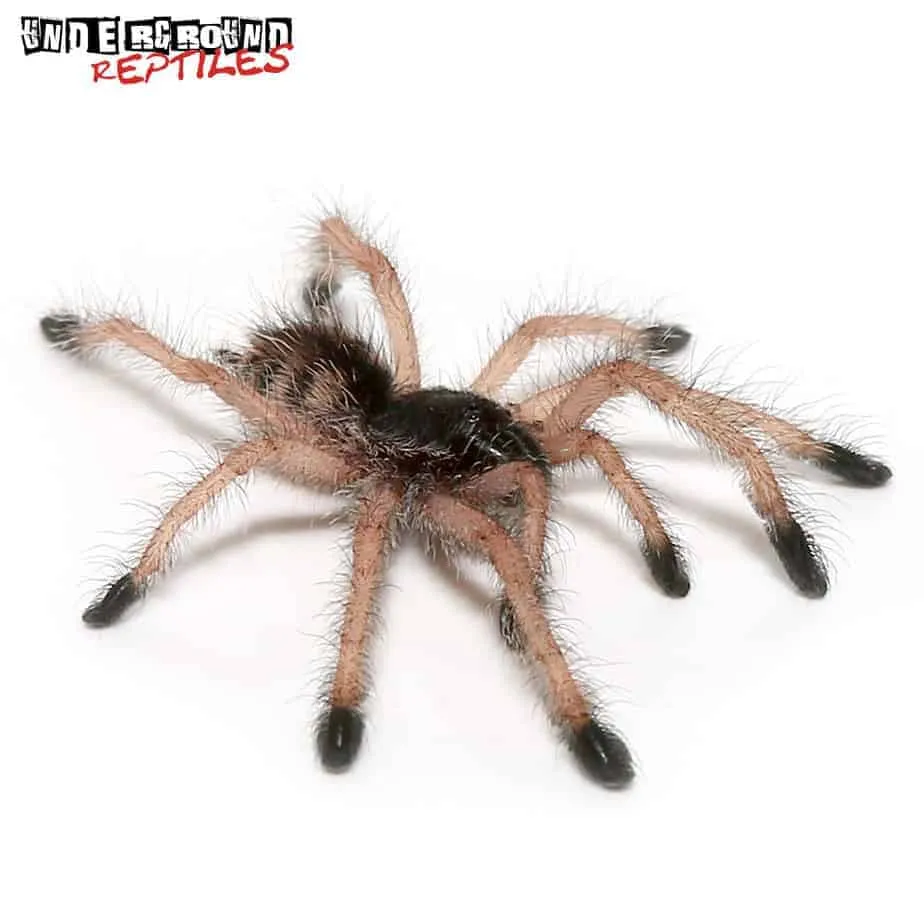 24298 peruvian pink toe tarantula color variations