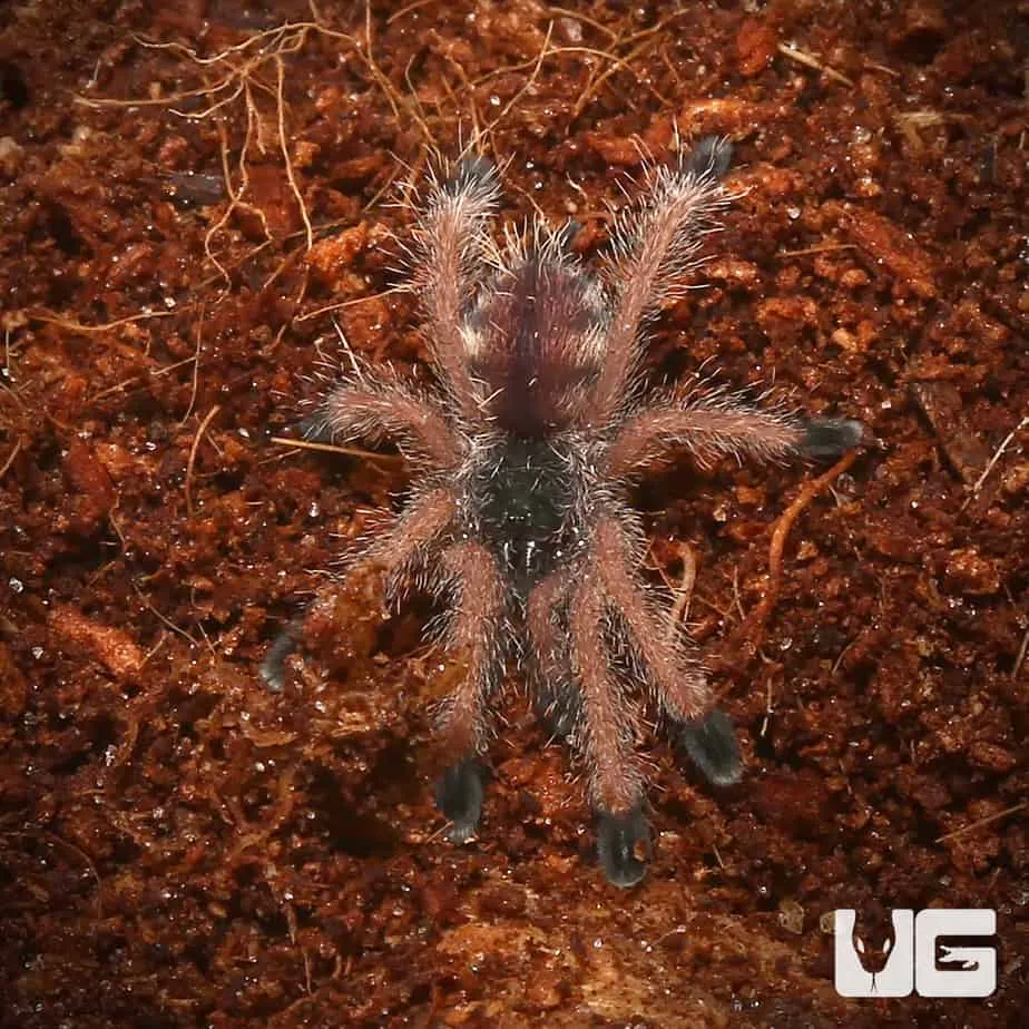 24298 peruvian pink toe tarantula feeding