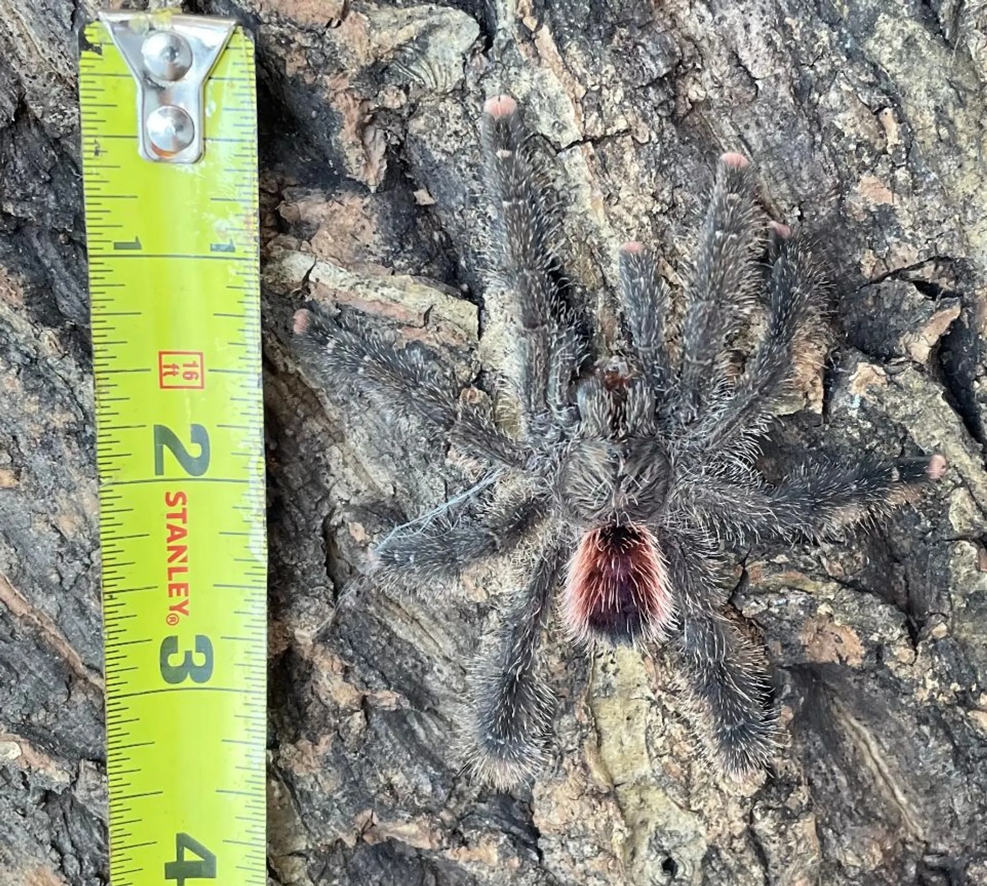 24298 peruvian pink toe tarantula handling