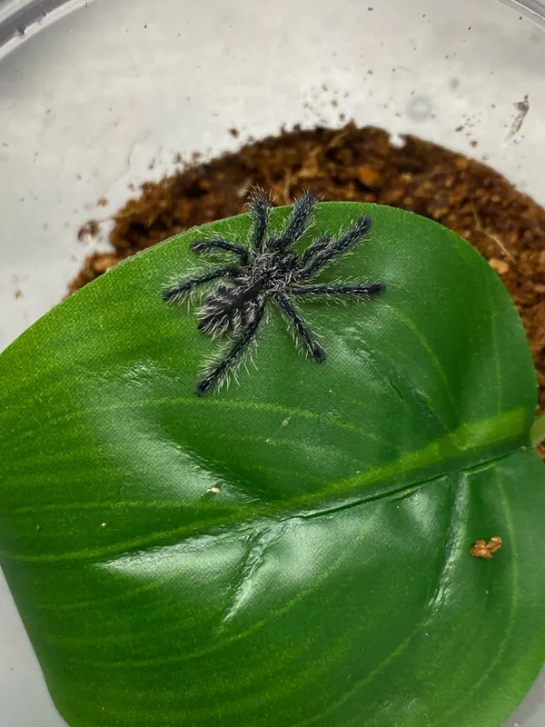 24298 peruvian pink toe tarantula health
