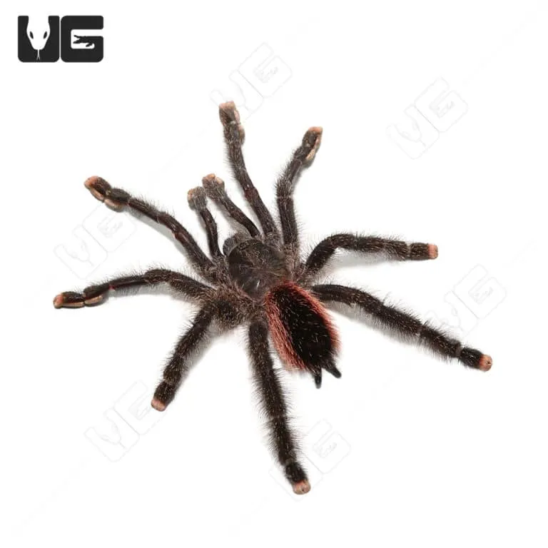 /img/24298-peruvian-pink-toe-tarantula-size.webp