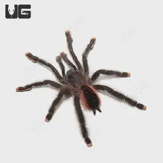 /img/24298-peruvian-pink-toe-tarantula-size.webp