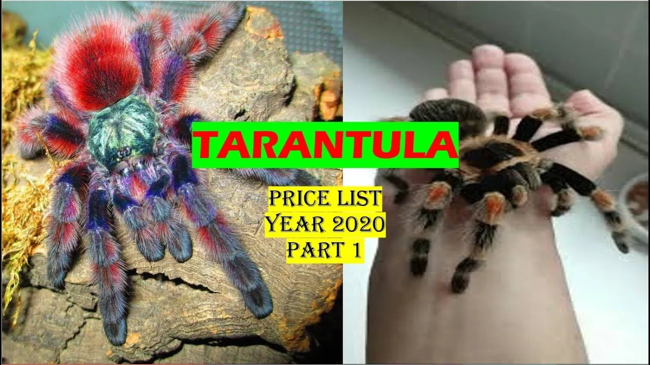 24300 marshalli tarantula close up