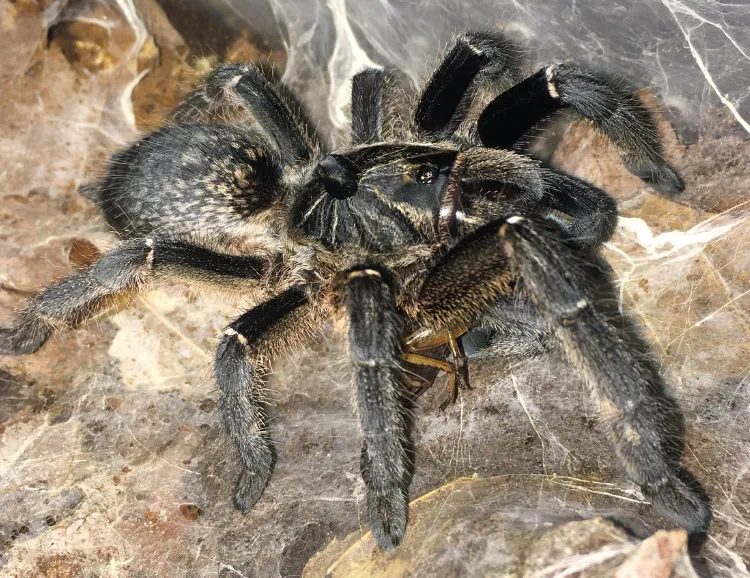 24300 marshalli tarantula enclosure