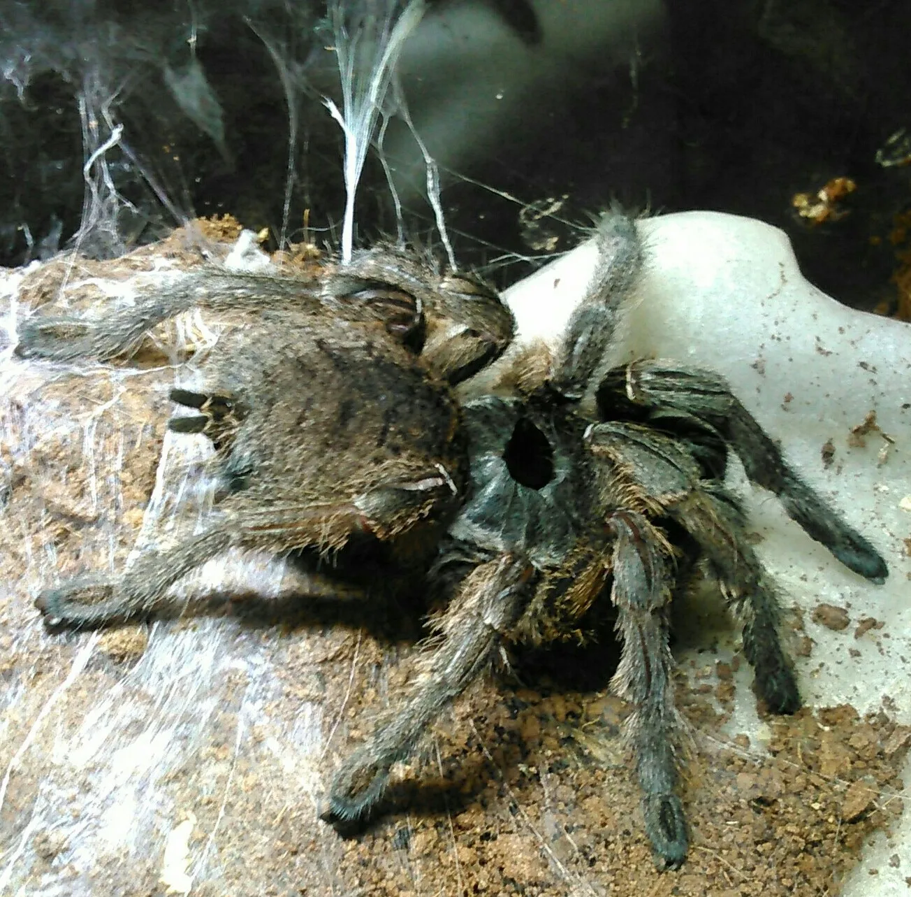 24300 marshalli tarantula feeding