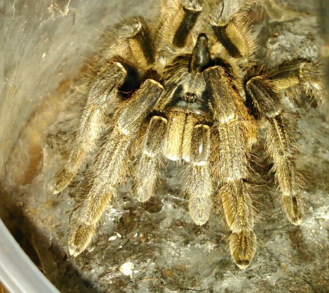 /img/24300-marshalli-tarantula-handling.webp