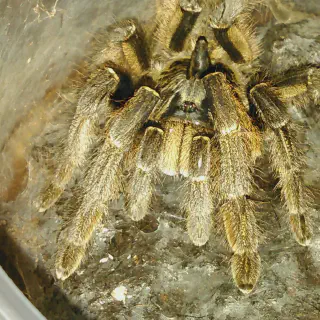 /img/24300-marshalli-tarantula-handling.webp