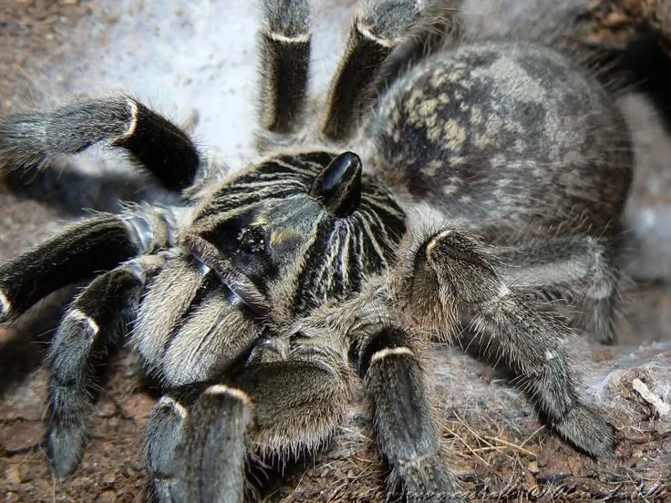 24300 marshalli tarantula overview