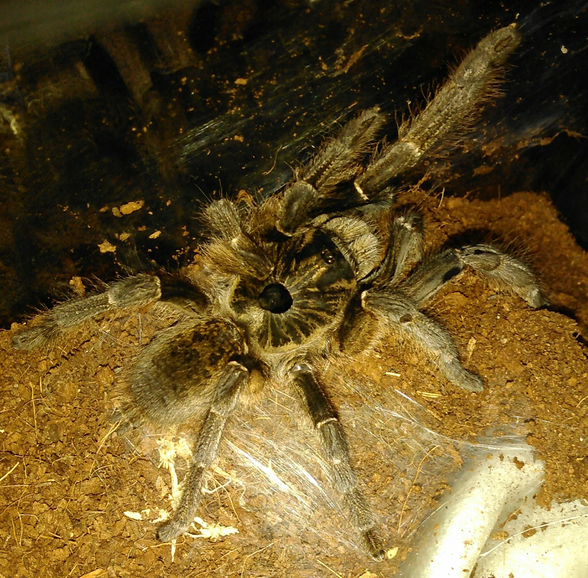 24300 marshalli tarantula spiderling