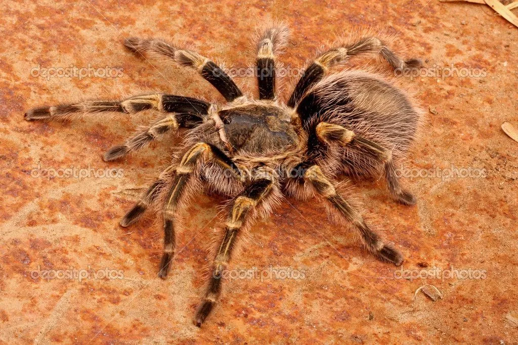 24301 chaco golden knee tarantula enclosure