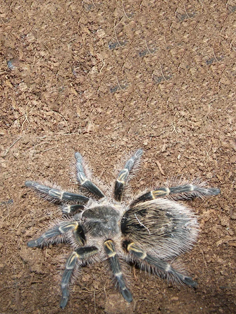 24301 chaco golden knee tarantula feeding