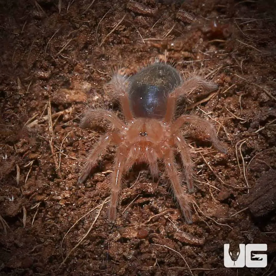 24301 chaco golden knee tarantula habitat