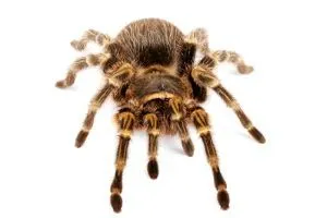 24301 chaco golden knee tarantula handling