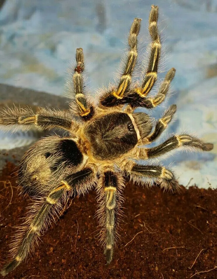 24301 chaco golden knee tarantula molting