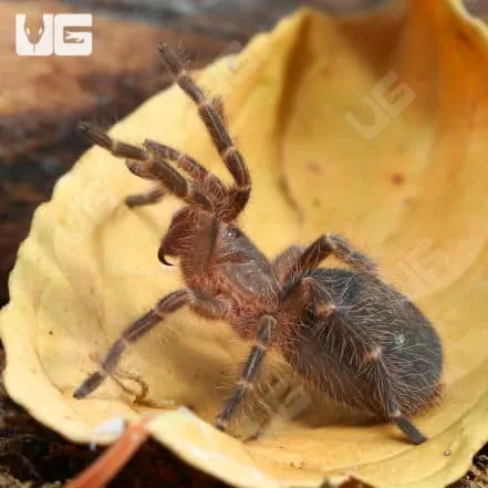 24301 chaco golden knee tarantula substrate