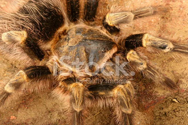 /img/24301-chaco-golden-knee-tarantula-watering.webp