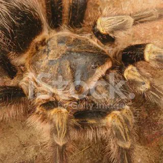 /img/24301-chaco-golden-knee-tarantula-watering.webp