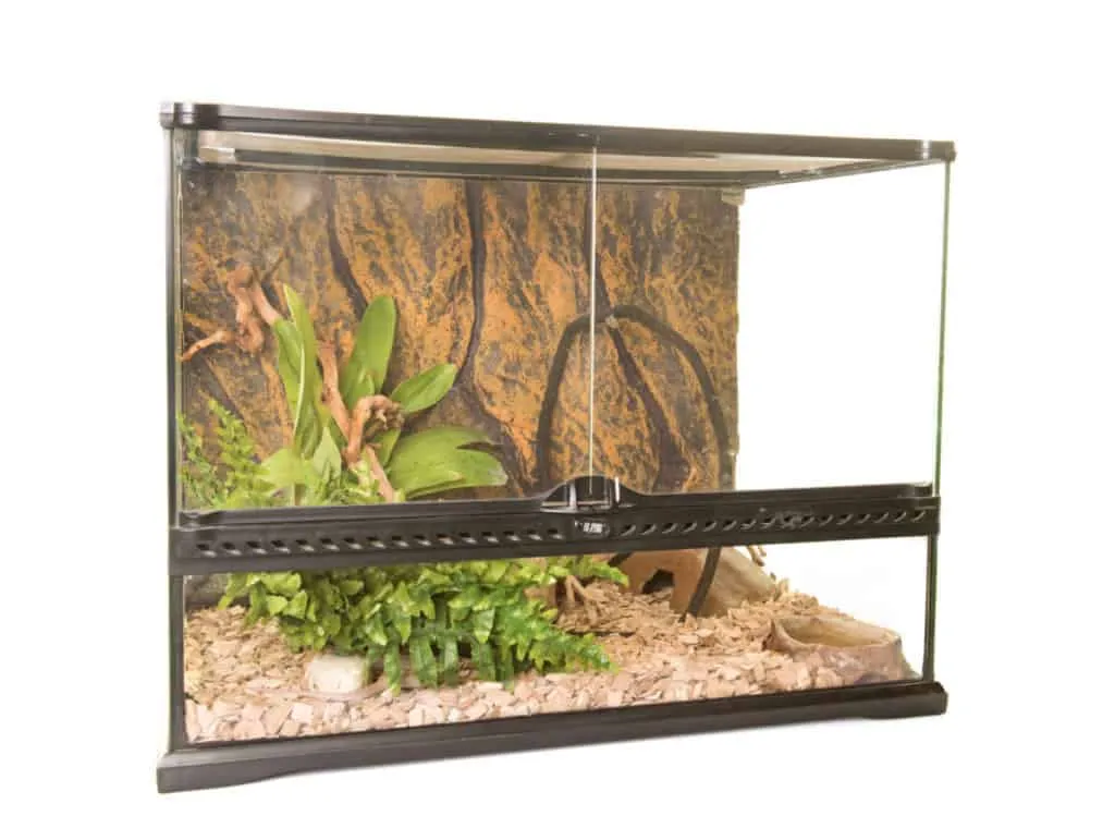 24303 tarantula enclosure cleaning