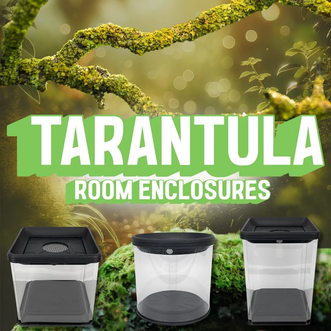 24303 tarantula enclosure decor