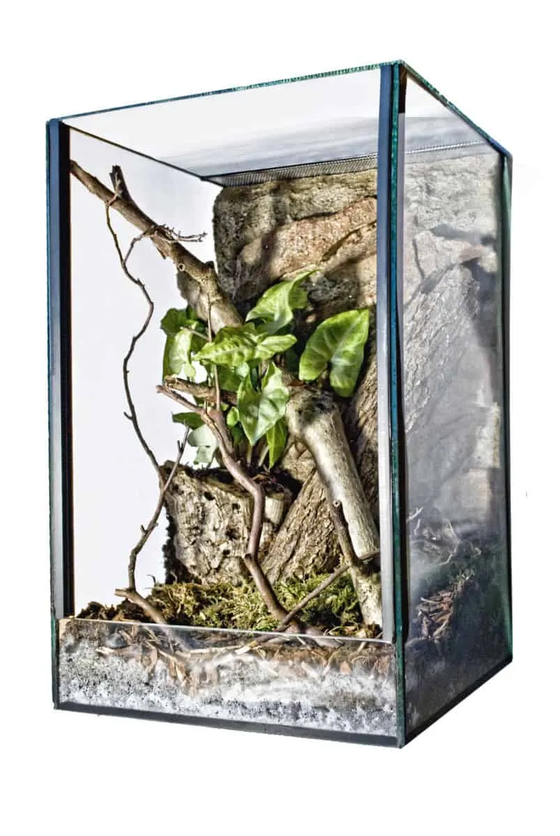 /img/24303-tarantula-enclosure-feeding.webp