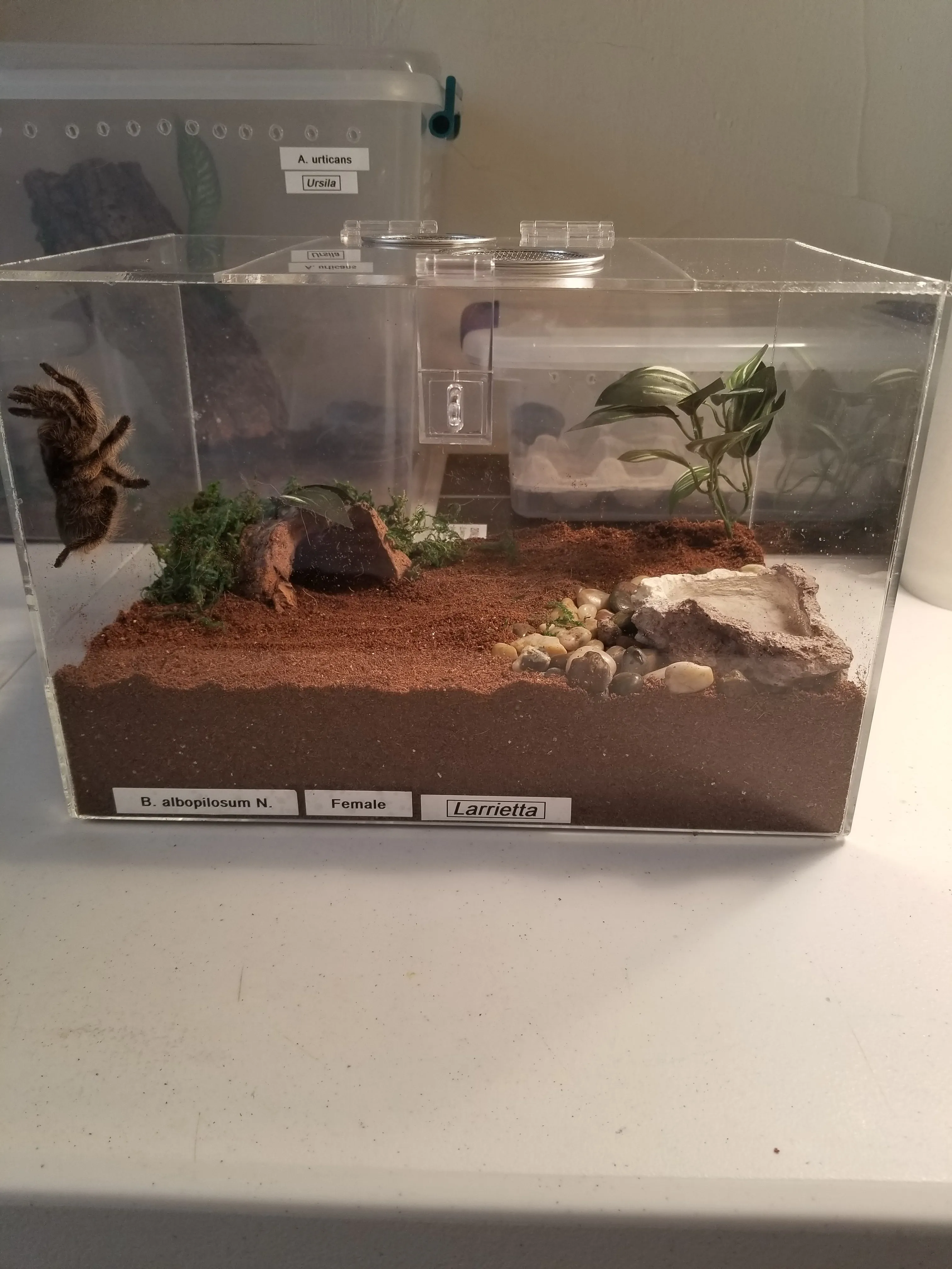 24303 tarantula enclosure size