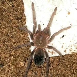 24304 l parahybana tarantula behavior