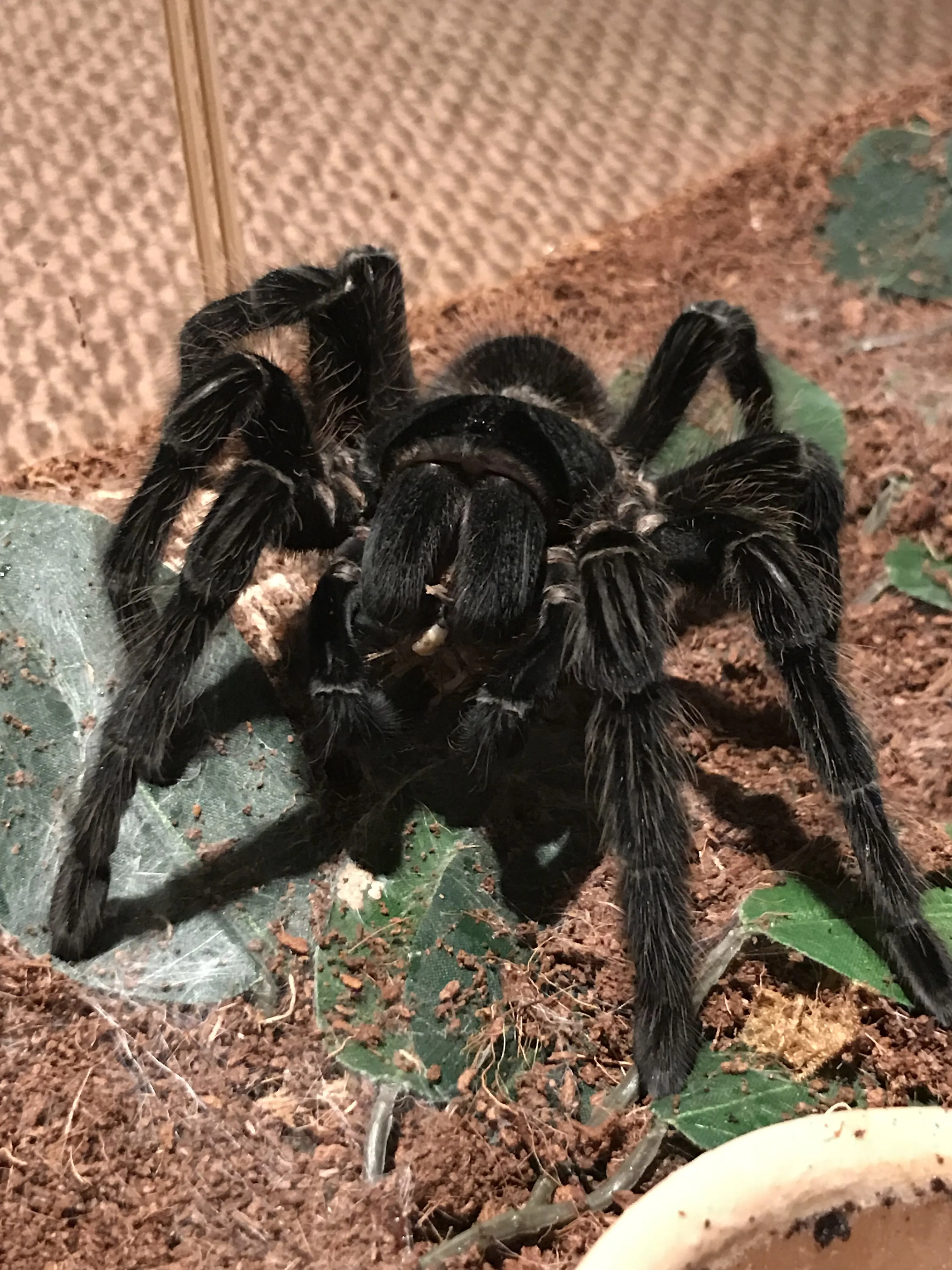 24304 l parahybana tarantula feeding