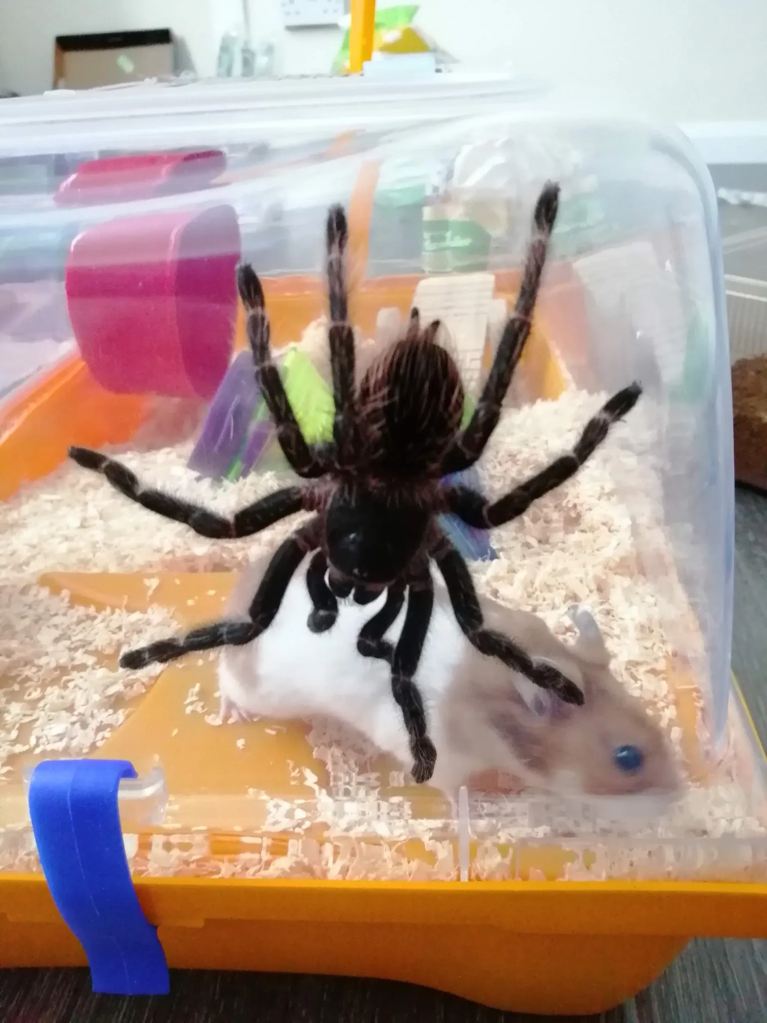 /img/24304-l-parahybana-tarantula-handling.webp