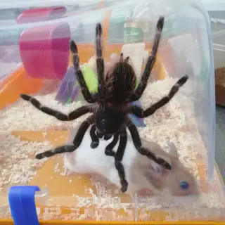 /img/24304-l-parahybana-tarantula-handling.webp
