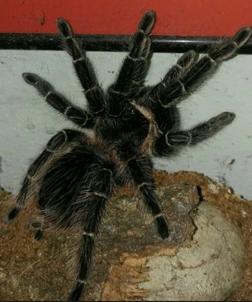 24304 l parahybana tarantula molting
