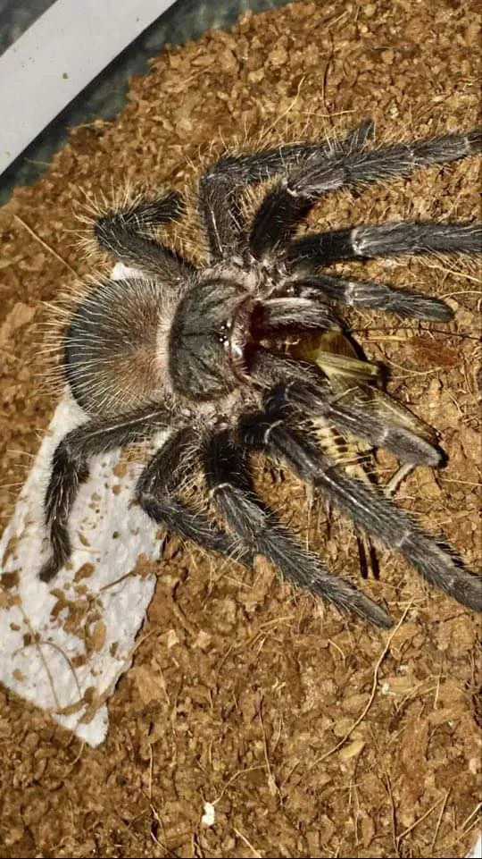 24304 l parahybana tarantula size