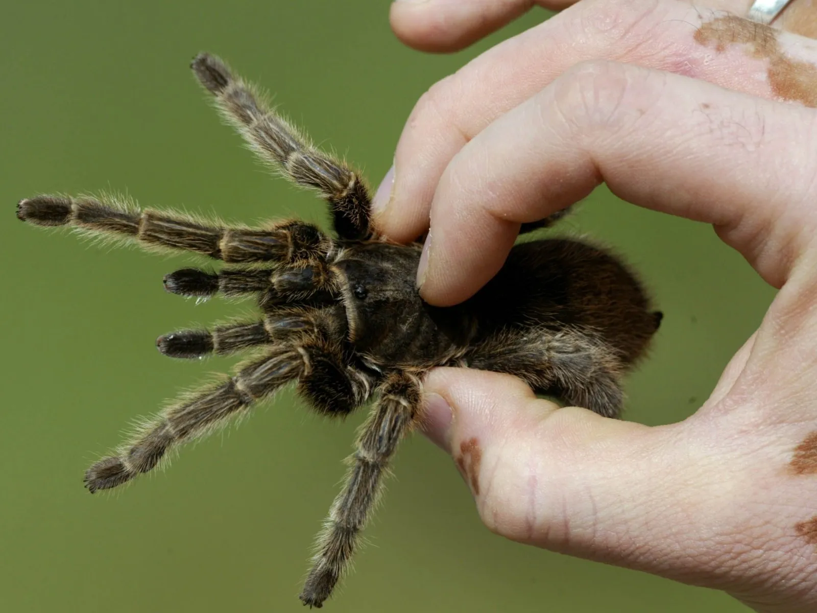 /img/24305-tarantula-eating-pinkie-mouse.webp