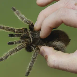 /img/24305-tarantula-eating-pinkie-mouse.webp