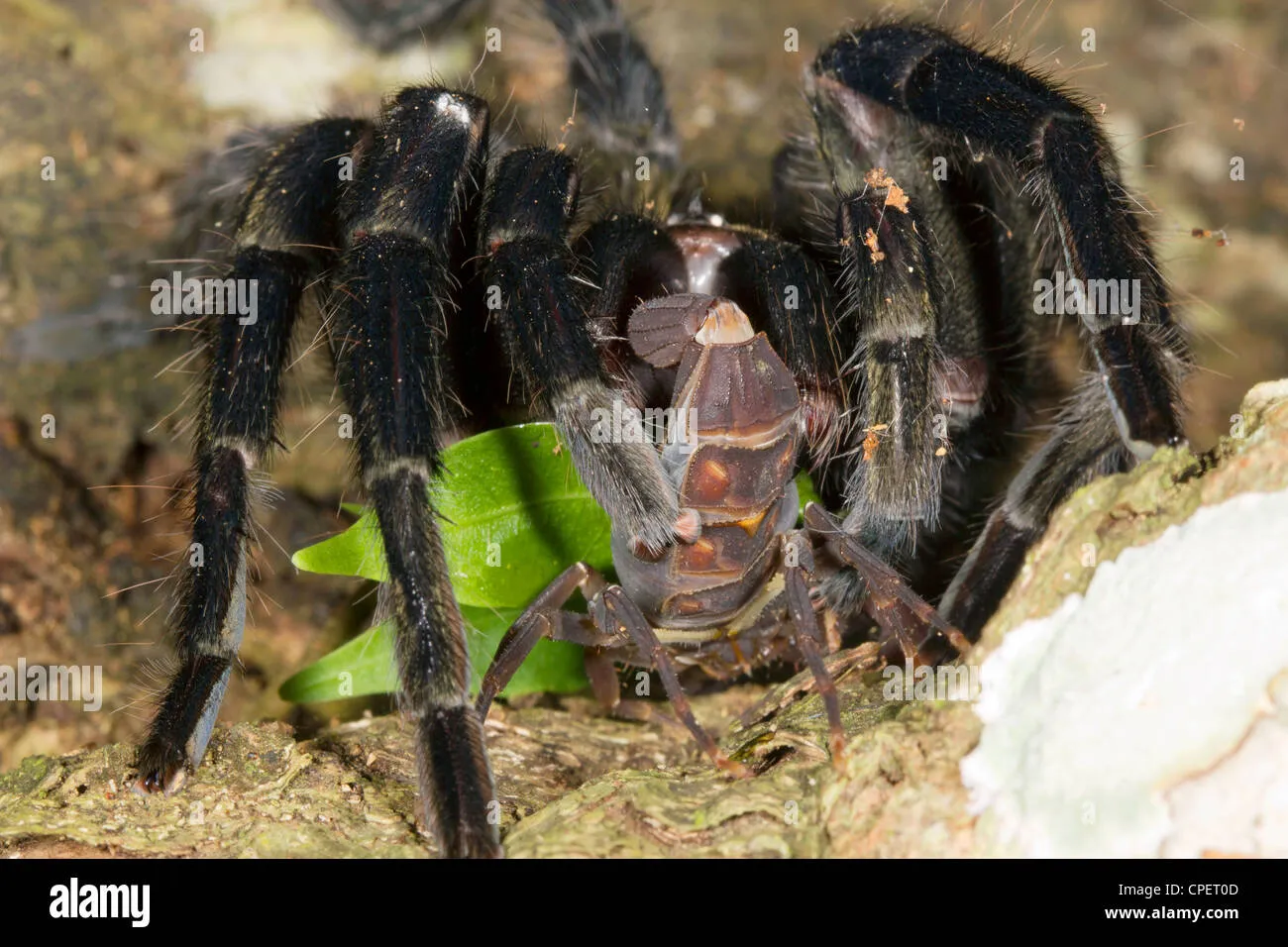 24305 tarantula striking prey
