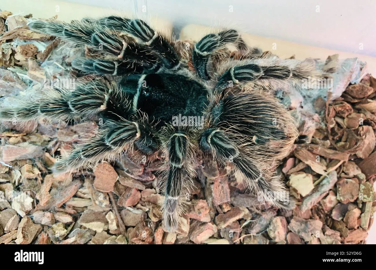 24306 tarantula habitat