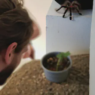 /img/24307-curly-hair-tarantula-adult.webp
