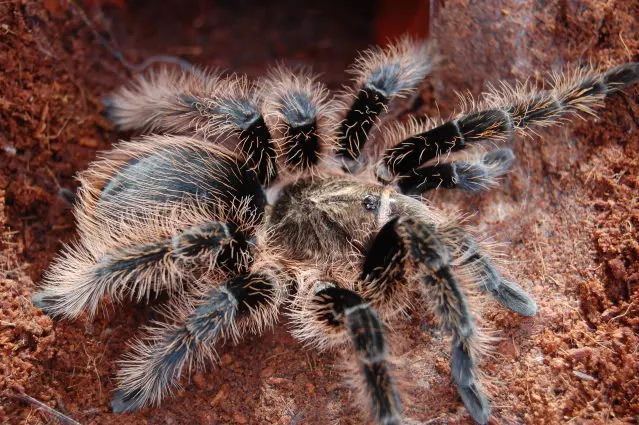 24307 curly hair tarantula female